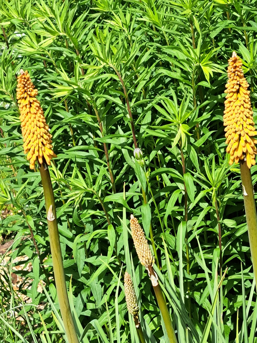 Resize_20250528_181259_9803.jpg
