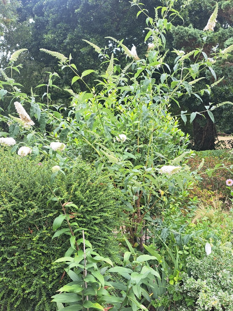 Resize_20250729_121234_4839.jpg