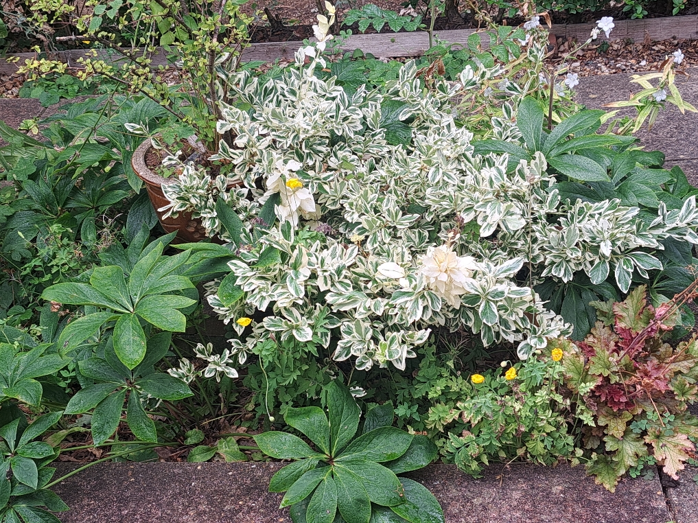 Resize_20250729_151402_2091.jpg