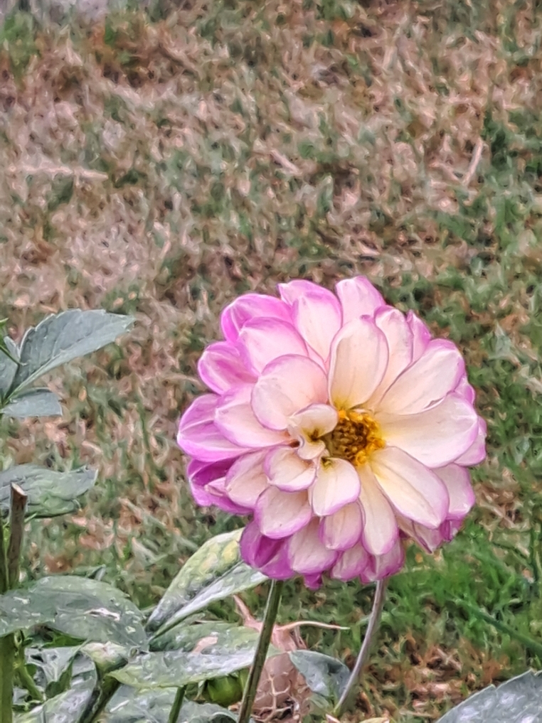 Resize_20250814_083758_8690.jpg