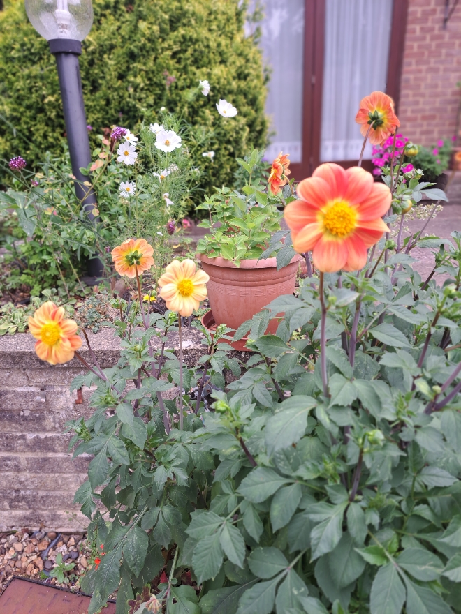 Resize_20250814_083803_3691.jpg