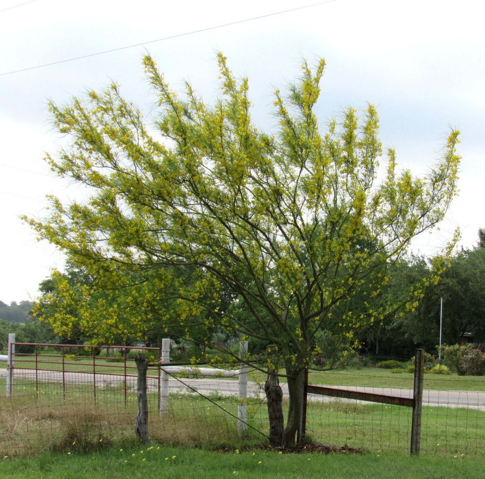 Retama a.jpg