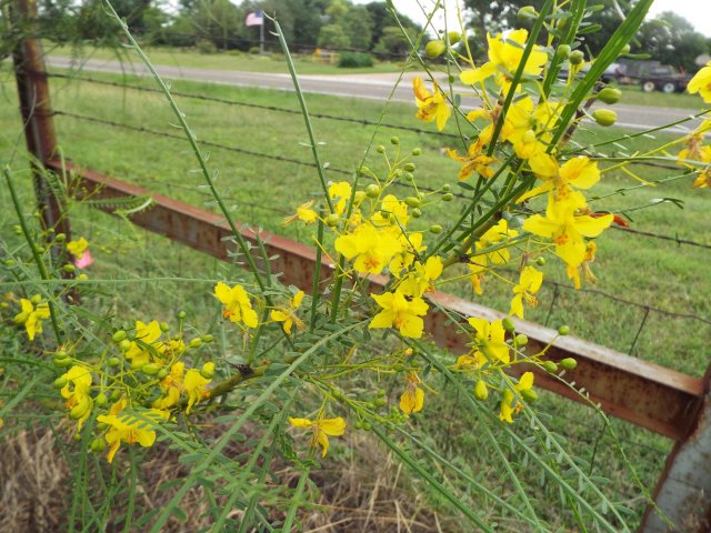 Retama blossoms.jpg