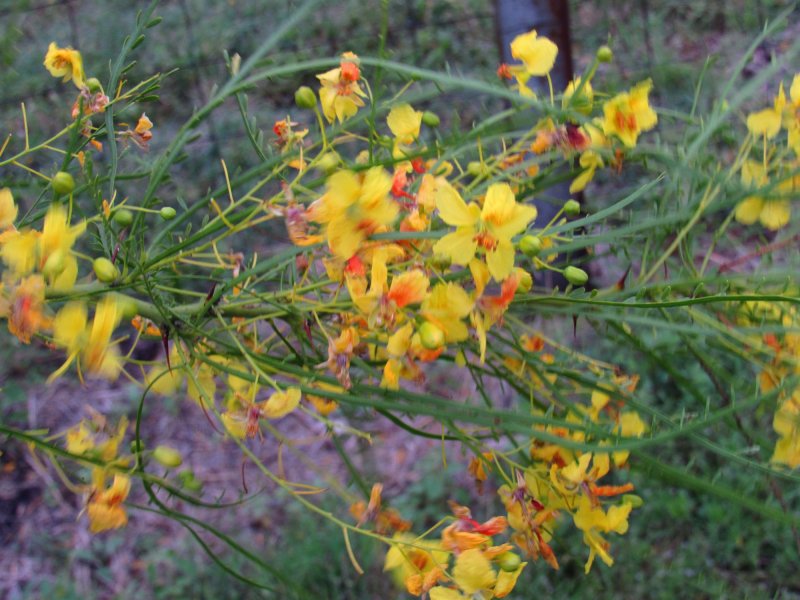 retama blossoms.jpg