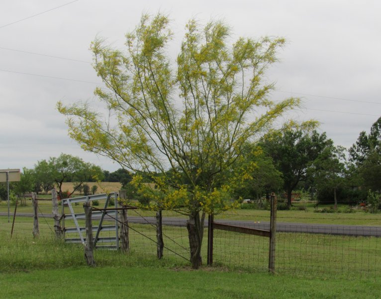 Retama in bloom.jpg