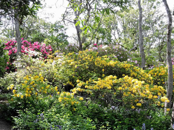rhododendron (1).JPG