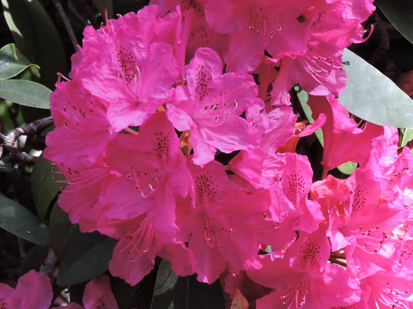 rhododendron (2).JPG
