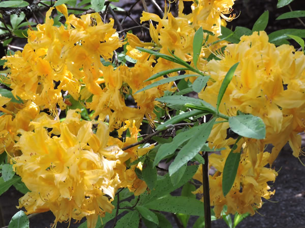 rhododendron (3).JPG