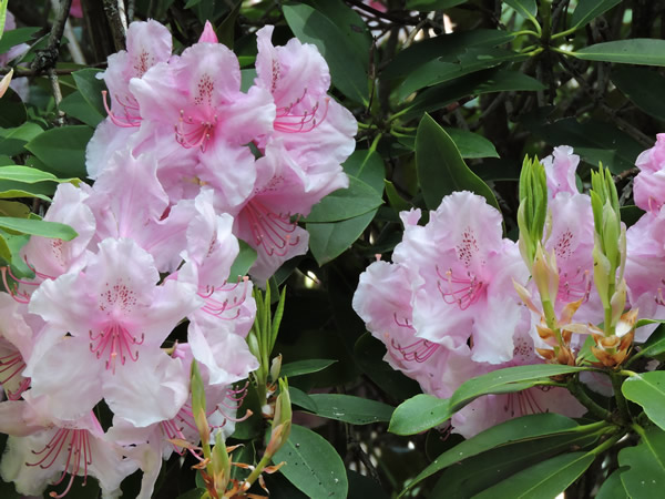 rhododendron (4).JPG