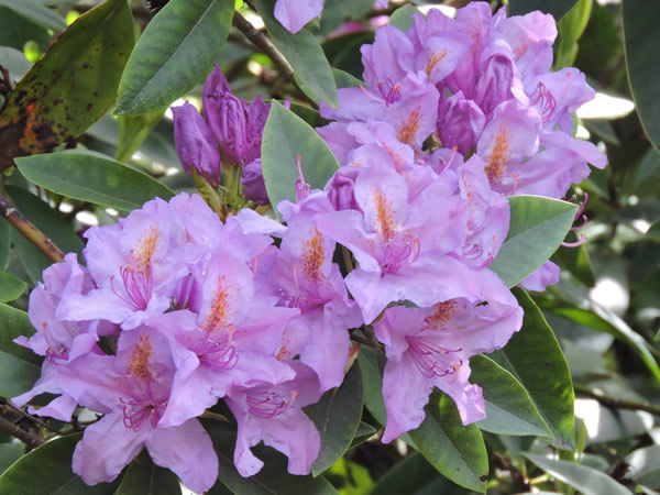 rhododendron (5).JPG