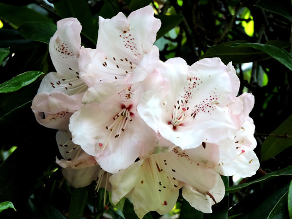 rhododendron (6).JPG