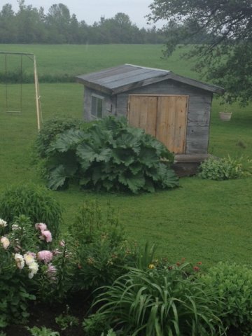 rhubarb.JPG