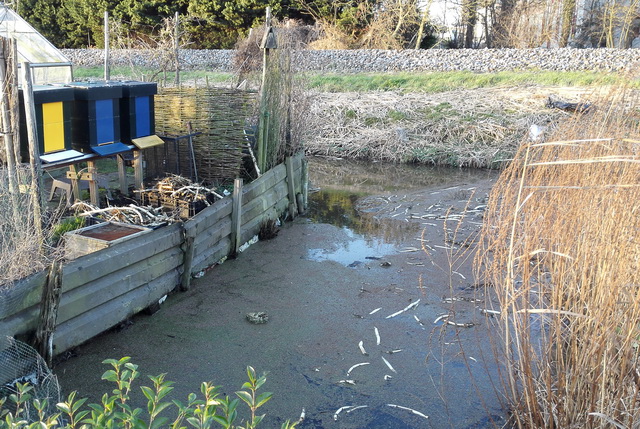 riet.jpg