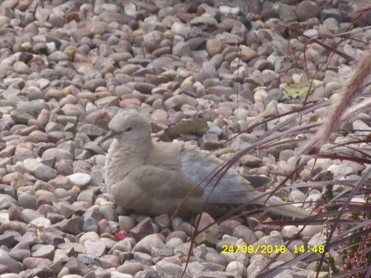 ring dove 1.jpg