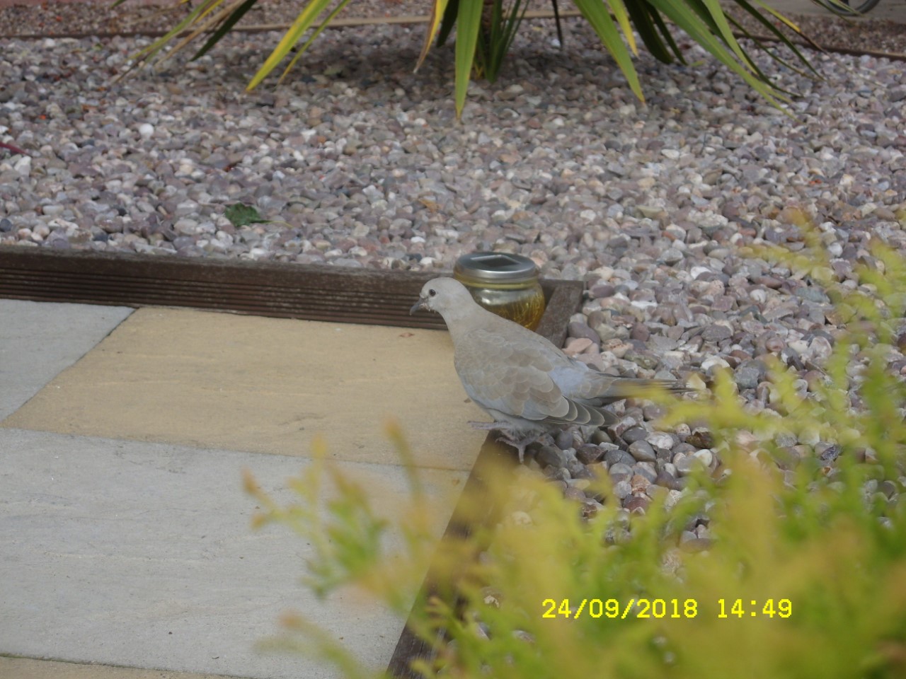ringdove 3.jpg