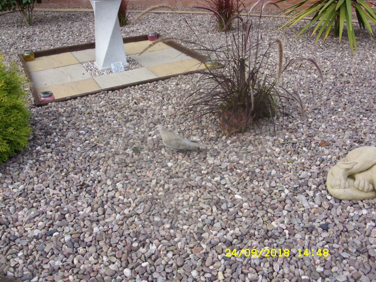 ringdove 4.jpg