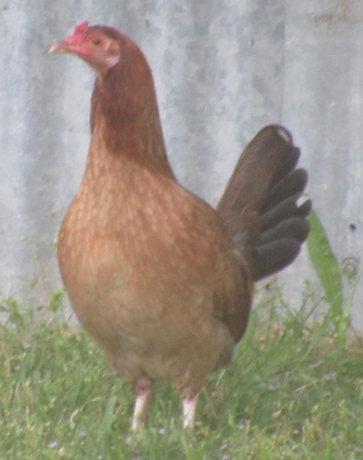 Roamin' rooster.jpg