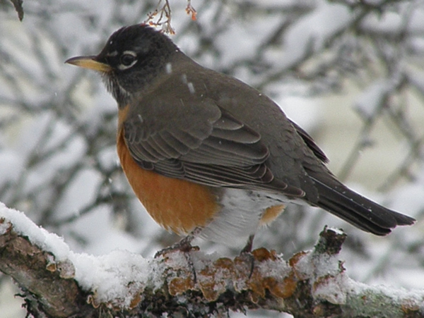 robin feb23 (8).JPG