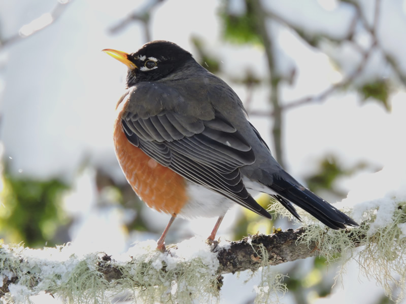 robin in snow (3).JPG
