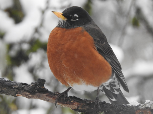 Robin.jpg