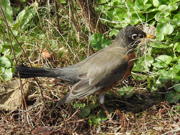 Robin nest material.jpg