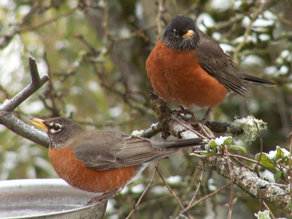 Robins.jpg