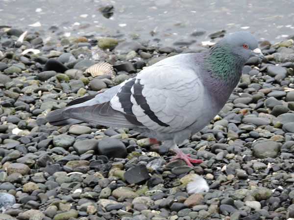 rock dove.jpg