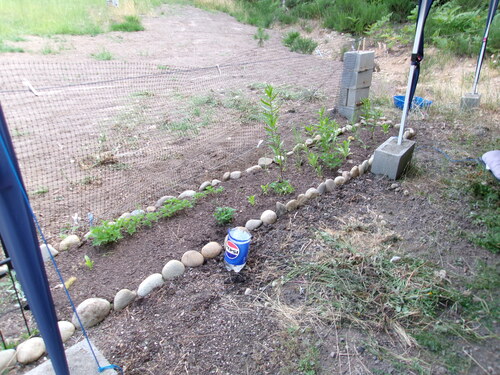 rock garden left side 2025.jpg