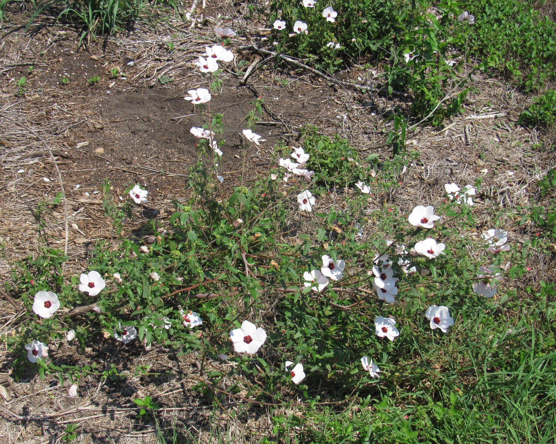 rock rose.jpg