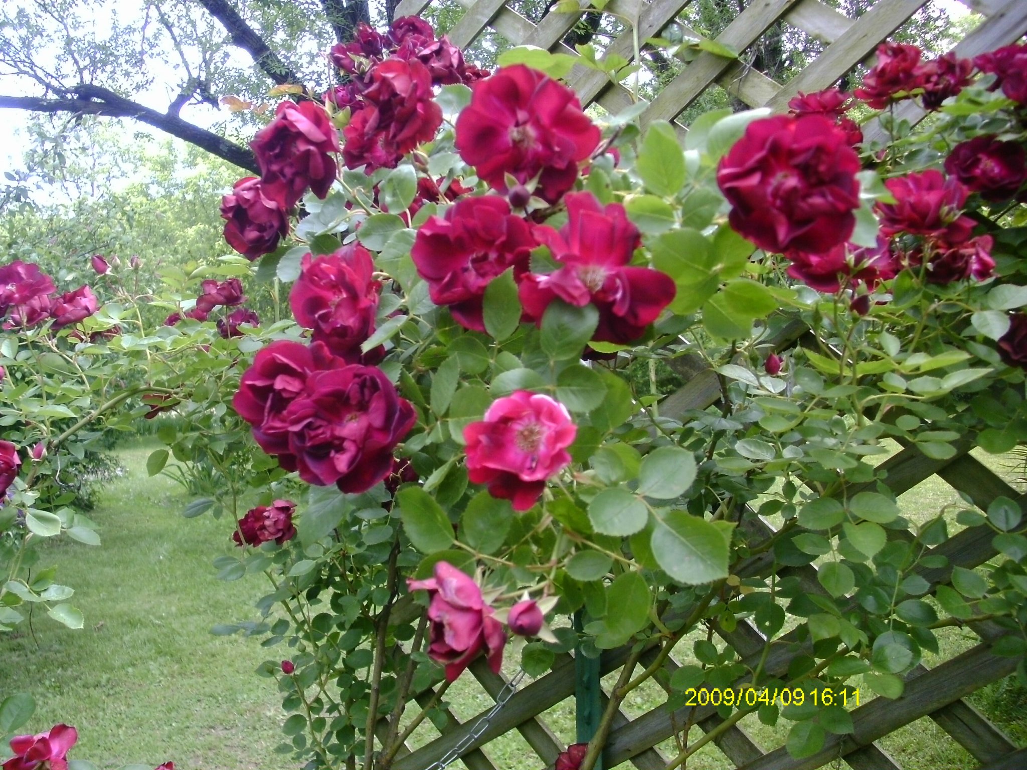 rosa Walmart 2.JPG