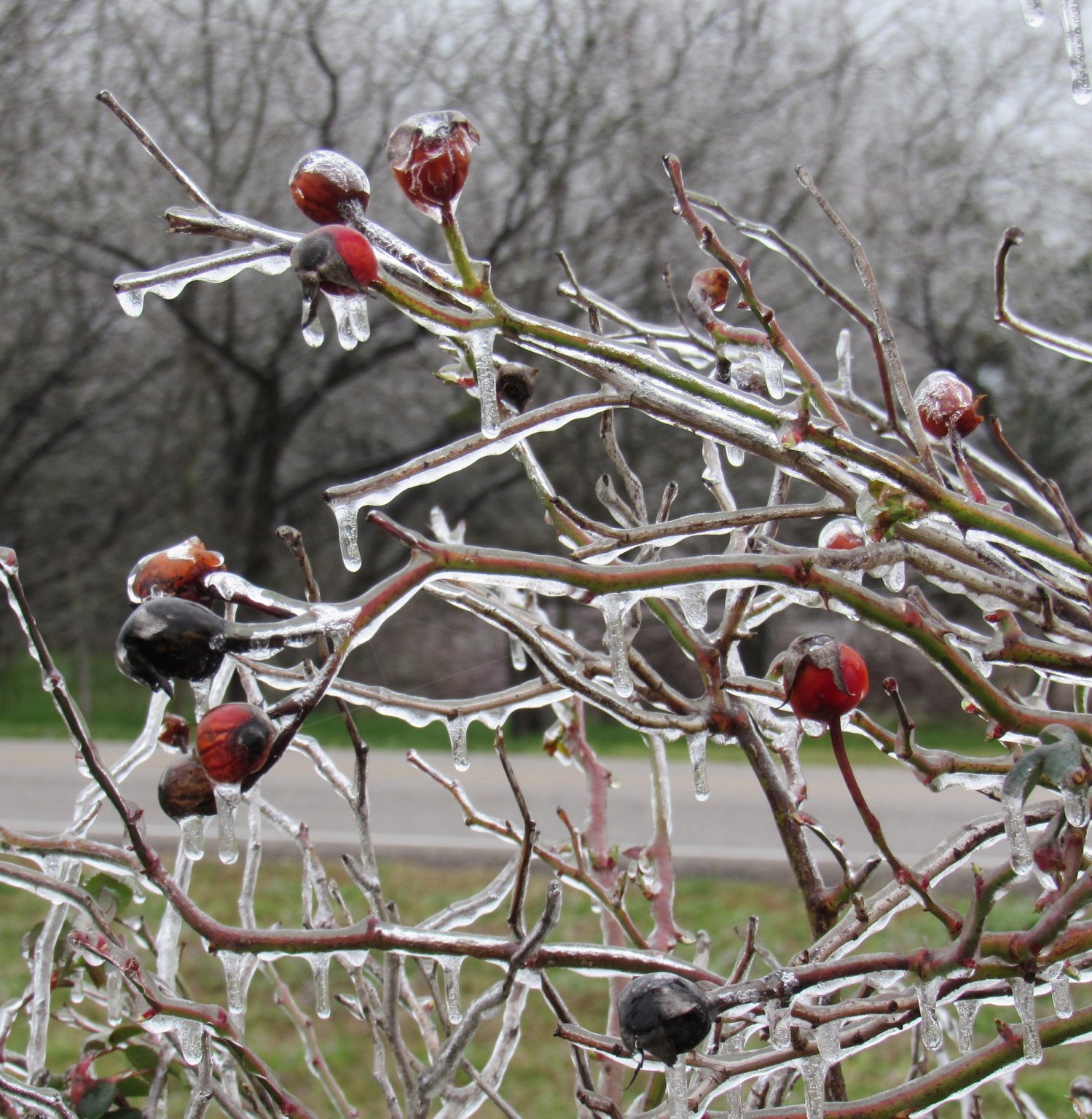 Rose Hips.jpg