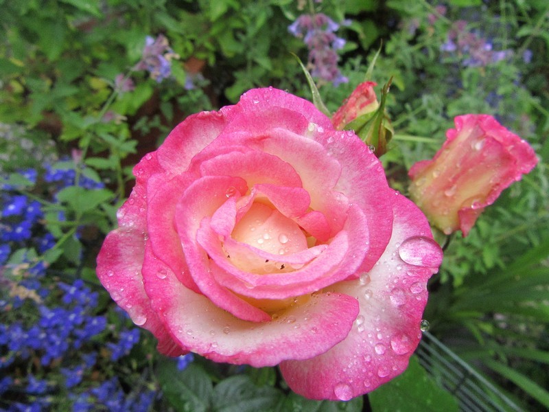 Rose ( Rosa'Handel' ).jpg