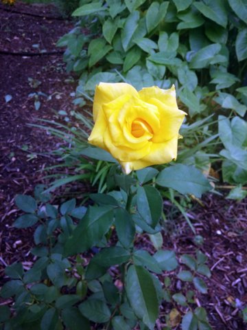 rose1.jpg