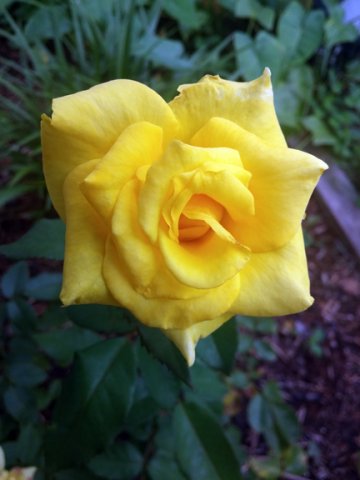 rose2.jpg