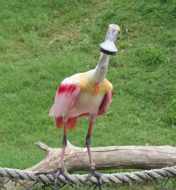 Roseate Spoonbill 4.jpg