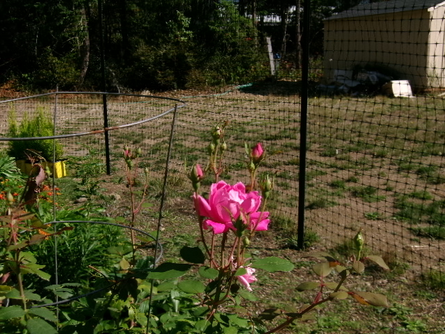 rosebuds.JPG