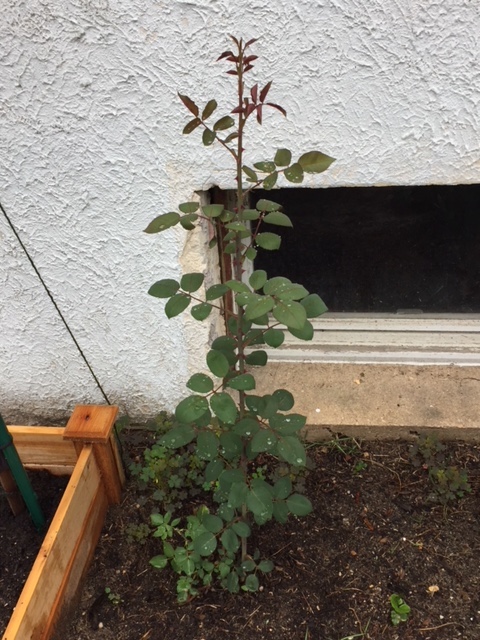 Rosebush.JPG
