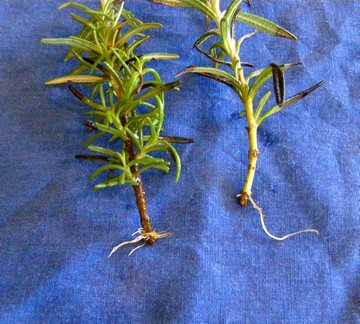 Rosemary Roots.jpg