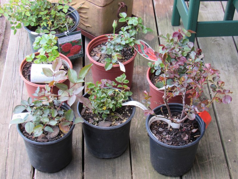Roses at home.jpg