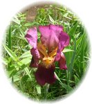 Royal Purple Iris.jpg