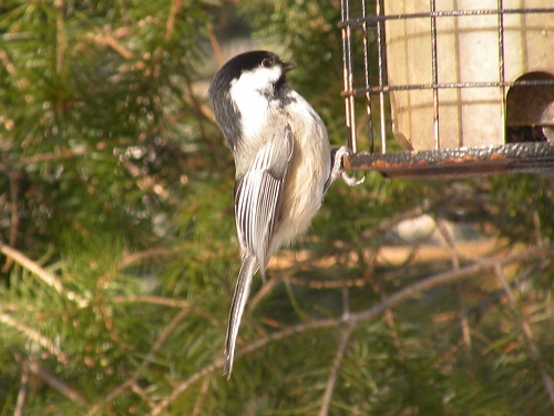 RSCN7760.JPG