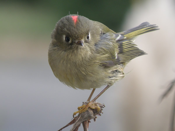 Ruby crown kinglet.jpg