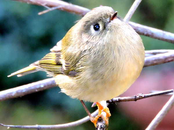 ruby kinglet.jpg