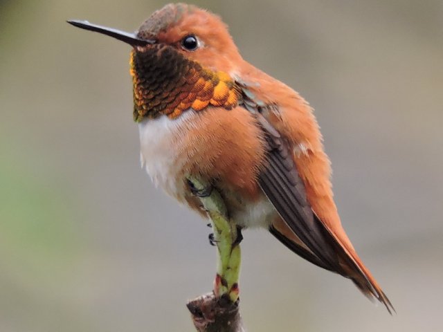rufous male.jpg