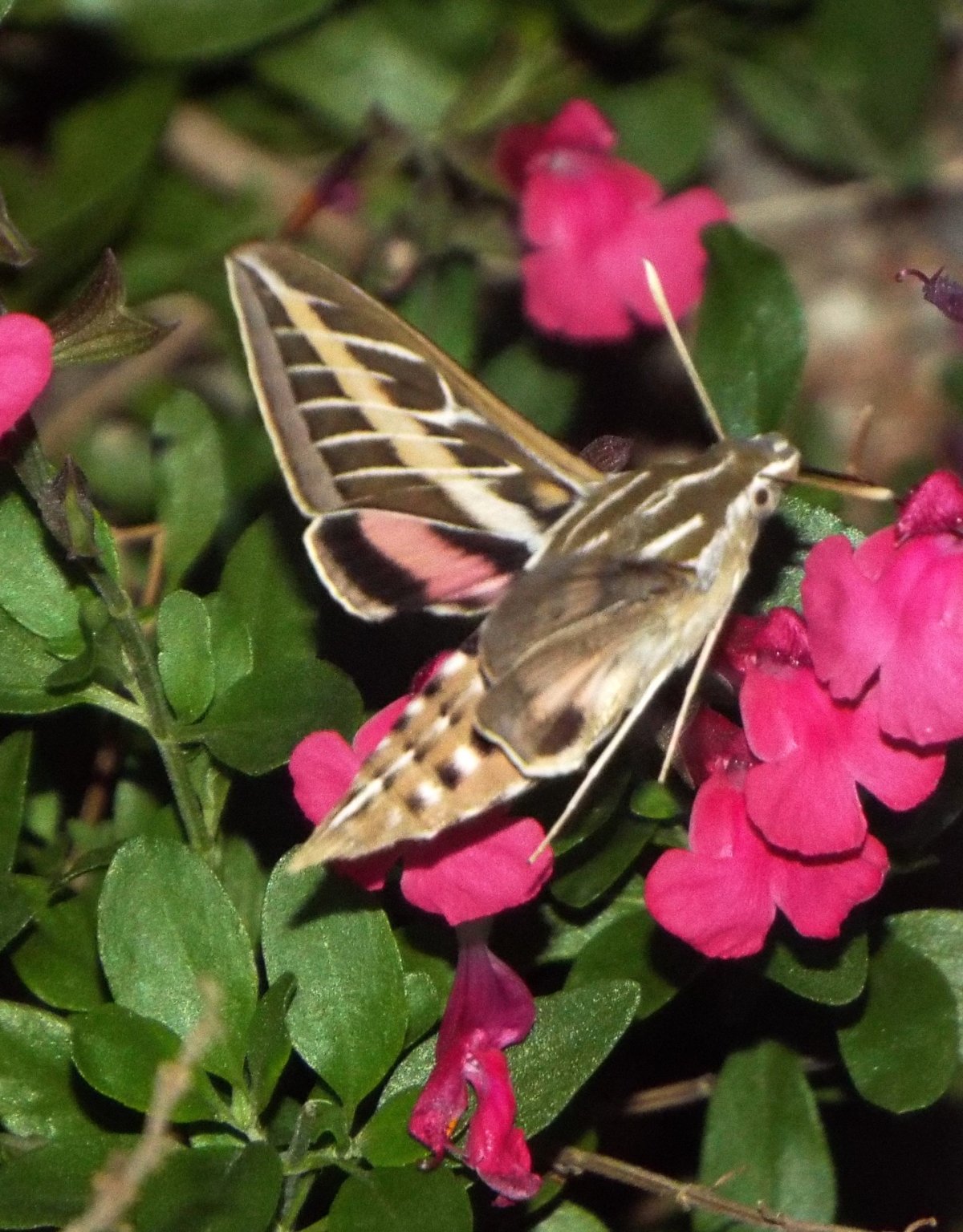 S. Moth 2.jpg
