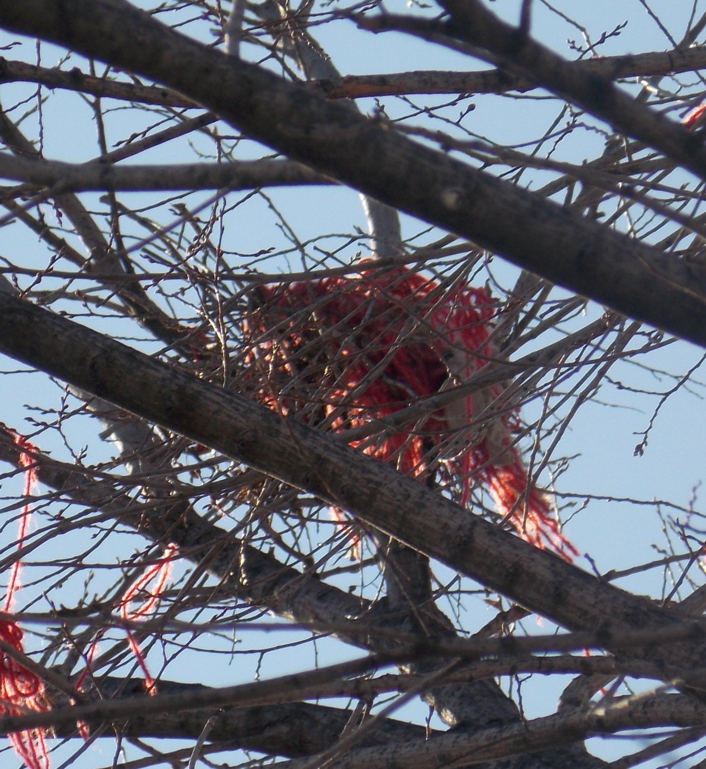 S.nest2.JPG