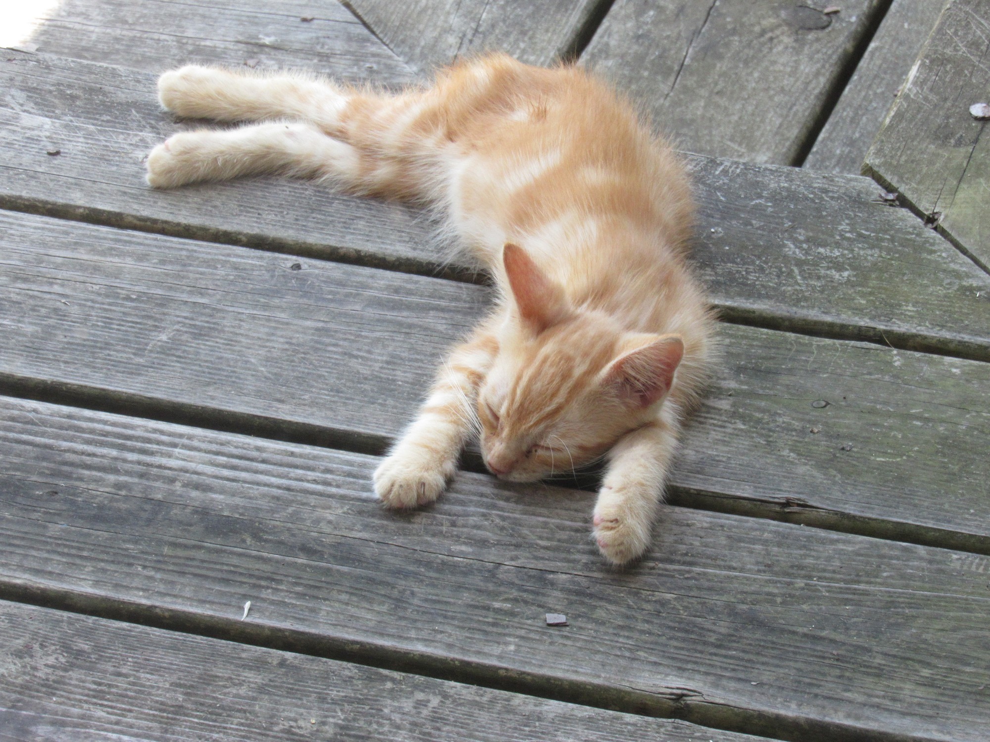 sacked out kitty.jpg