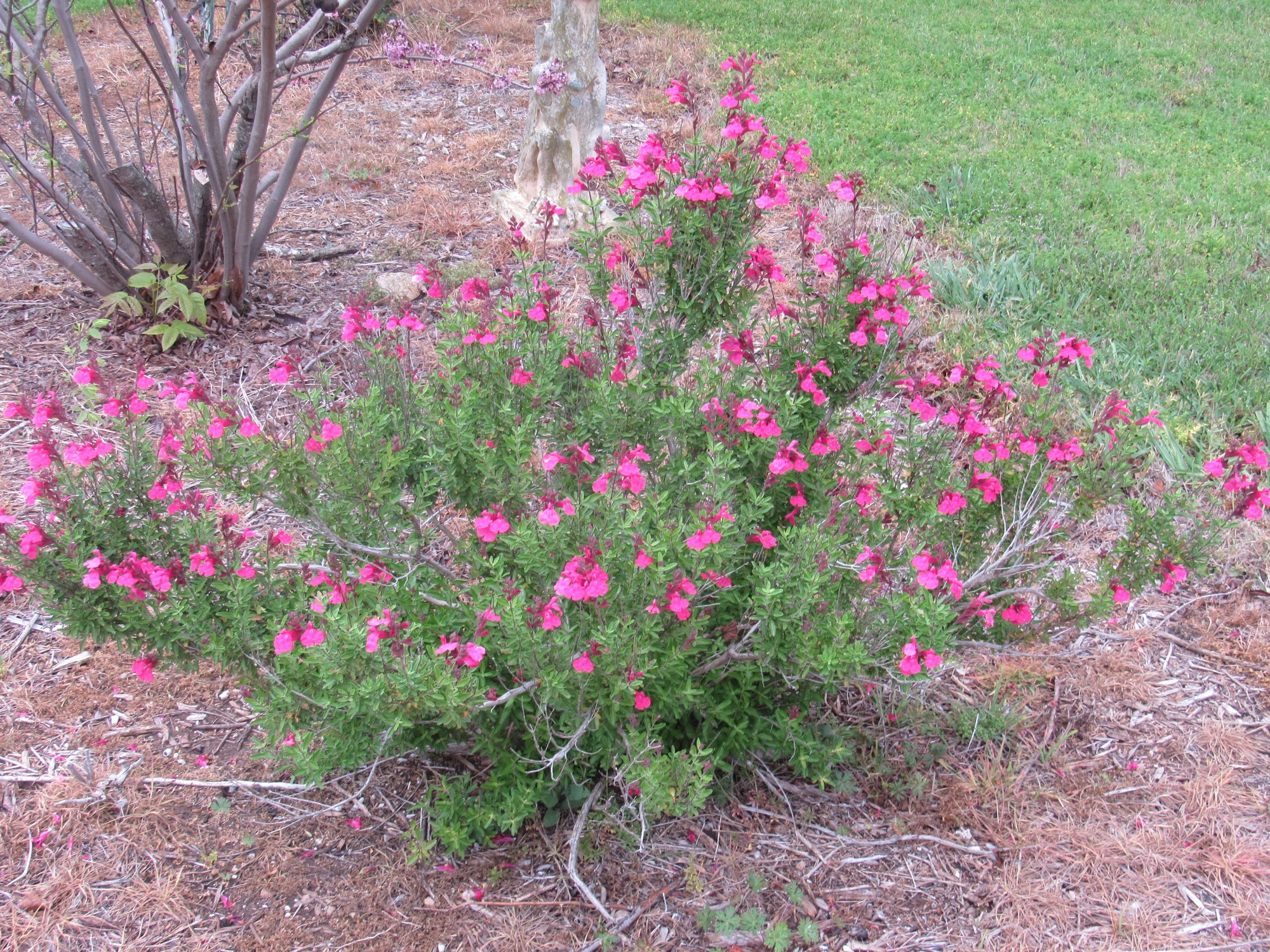 Salvia greggii.jpg