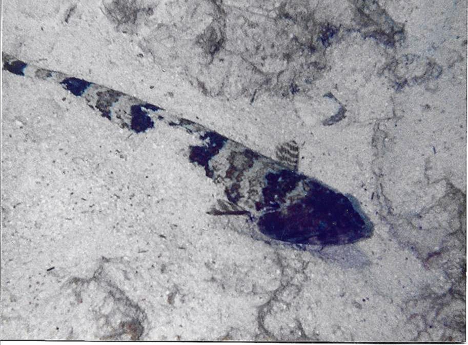 Sand Diver.jpg
