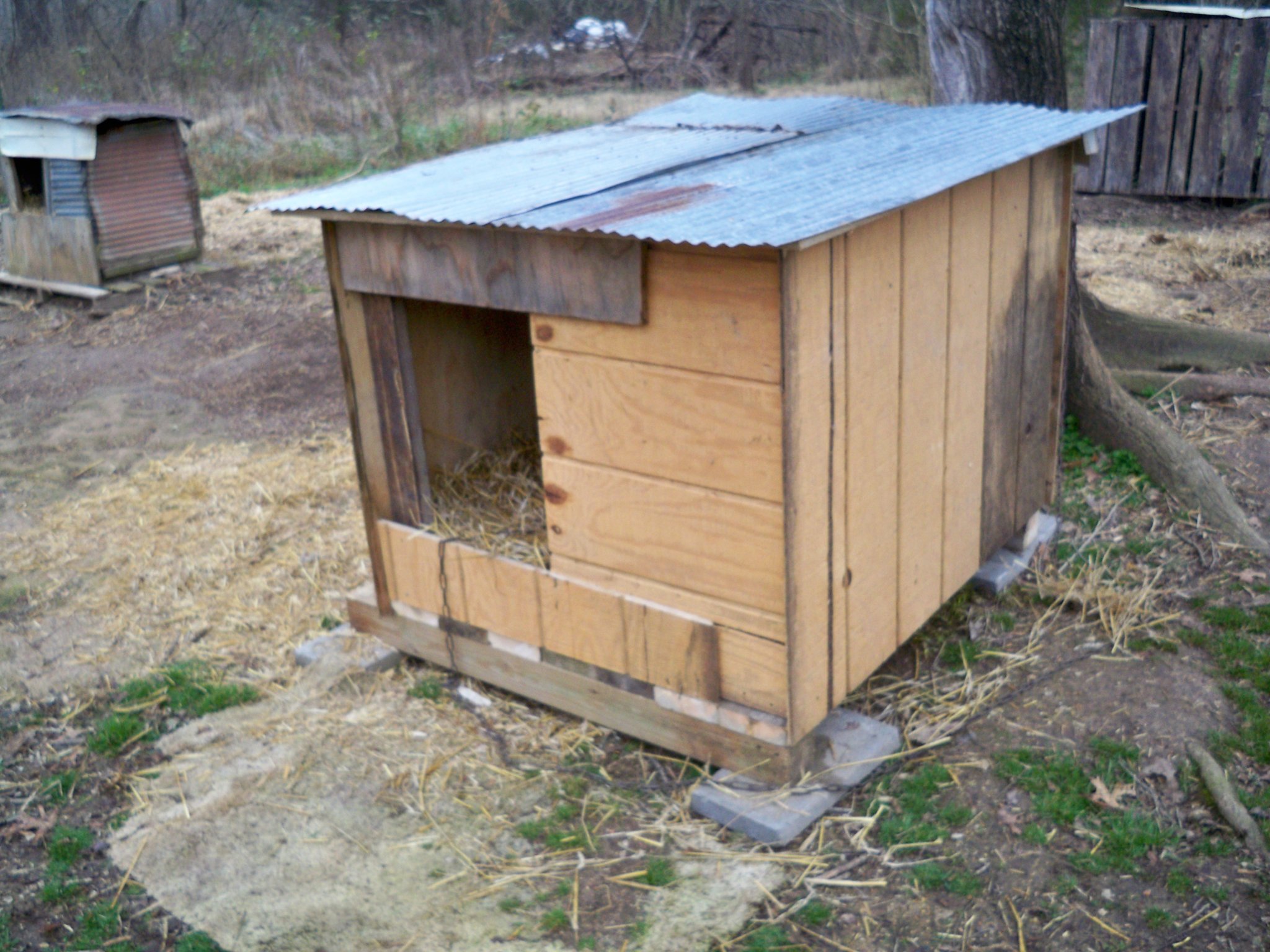 Sasha's new doghouse.JPG